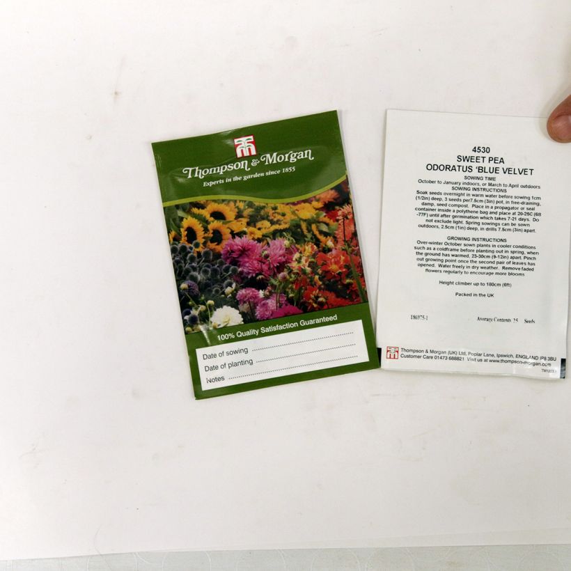 Exemple de spécimen de Graines de Pois de senteur Blue Velvet - Lathyrus odoratus le sachet de 30 graines (minimum 3g) tel que livré