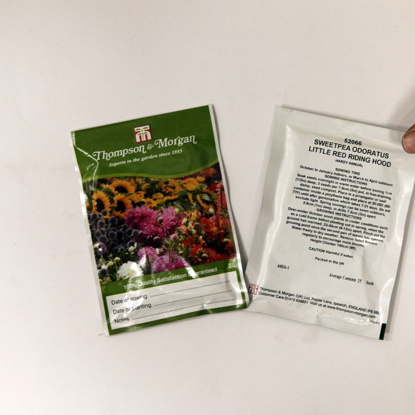 Exemple de spécimen de Graines de Pois de senteur  Little Red Riding Hood - Lathyrus odoratus le sachet de 25 graines tel que livré