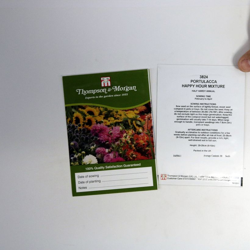 Exemple de spécimen de Graines de Pourpier à grandes fleurs Happy Hour Mixture - Portulaca grandiflora  le sachet de 80 graines tel que livré