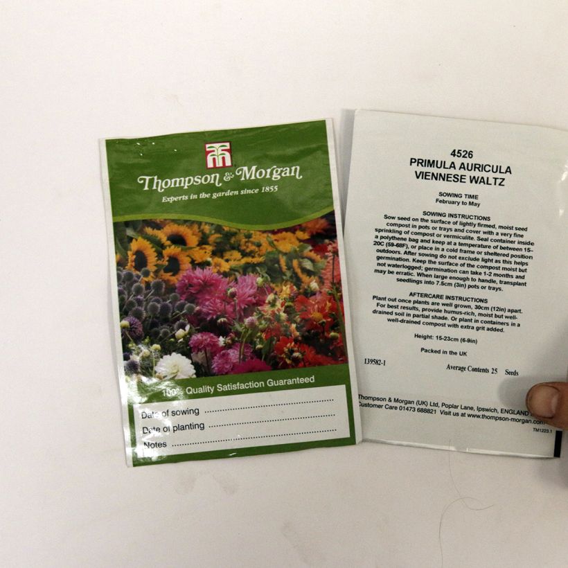 Exemple de spécimen de Graines de Primevères Oreille-d’Ours Viennese Waltz - Primula auricula Viennese Waltz le sachet de 25 graines tel que livré