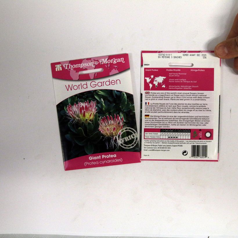 Exemple de spécimen de Graines de Protea cynaroides - Protée Royale le sachet de 0.05 graines tel que livré