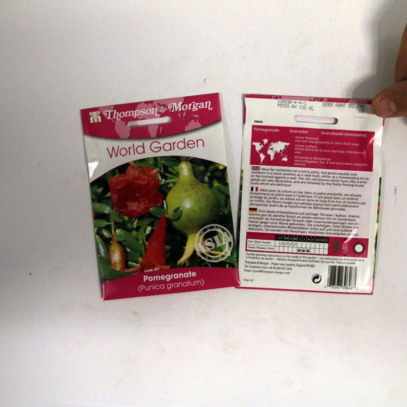 Exemple de spécimen de Graines de Punica granatum  - Grenadier à fruits le sachet de 4 graines tel que livré