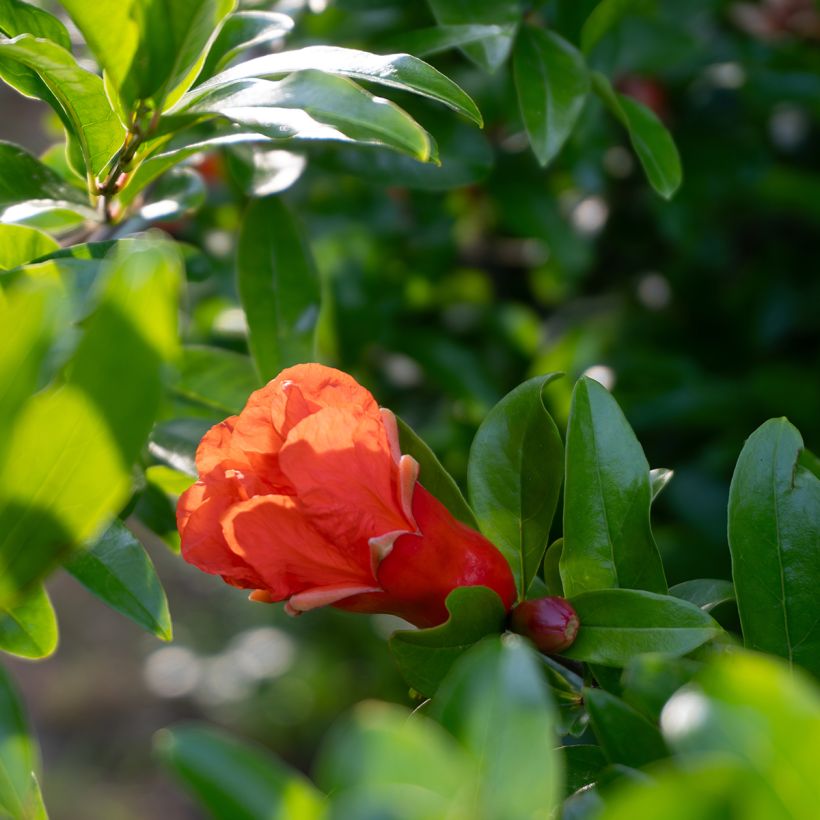 Graines de Punica granatum - Grenadier à fruits (Floraison)