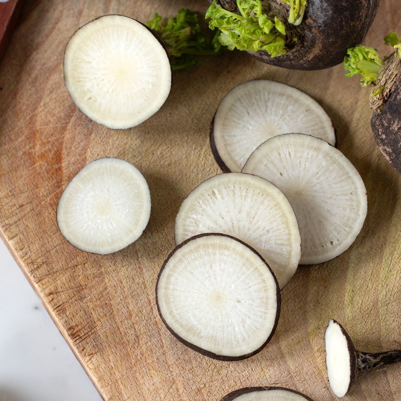 Radis noir gros rond d'hiver BIO (Récolte)