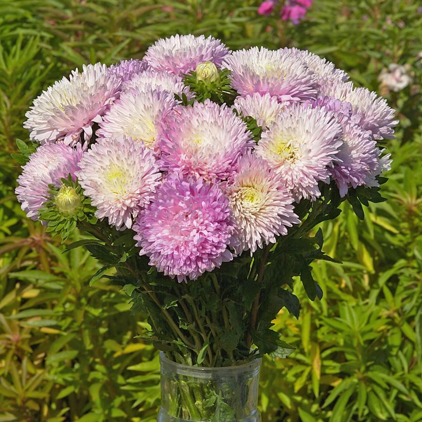 Graines de Reine-Marguerite King Size Appleblossom - Callistephus chinensis (Floraison)