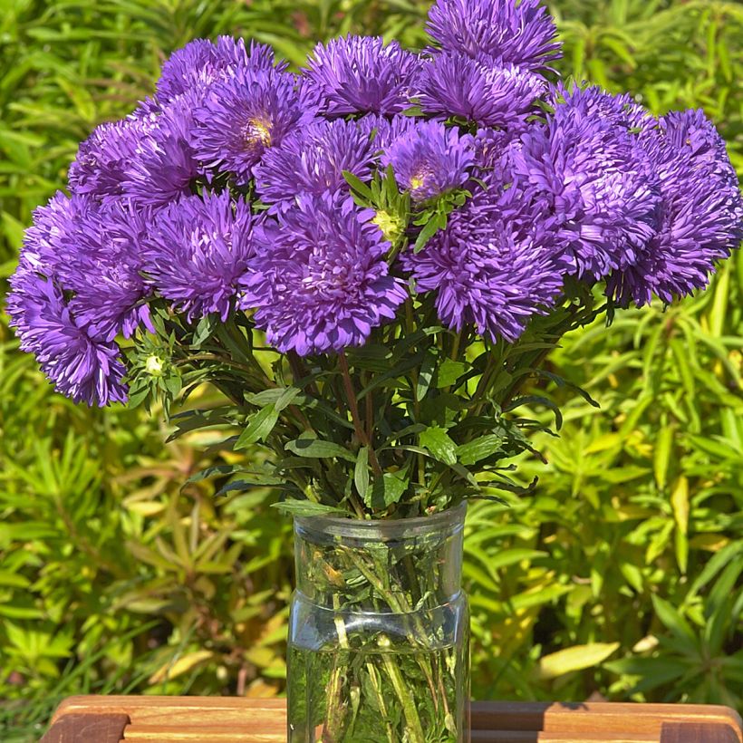 Graines de Reine-Marguerite King Size Mid-Blue - Callistephus chinensis (Floraison)