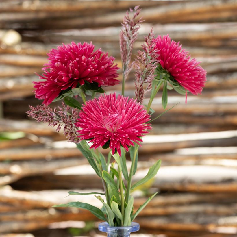 Graines de Reine-Marguerite King Size Red - Callistephus chinensis (Floraison)