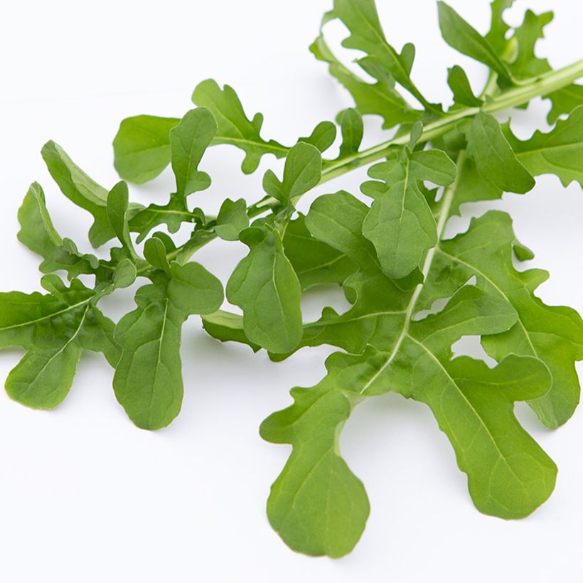 Roquette cultivée Esmée BIO (Récolte)