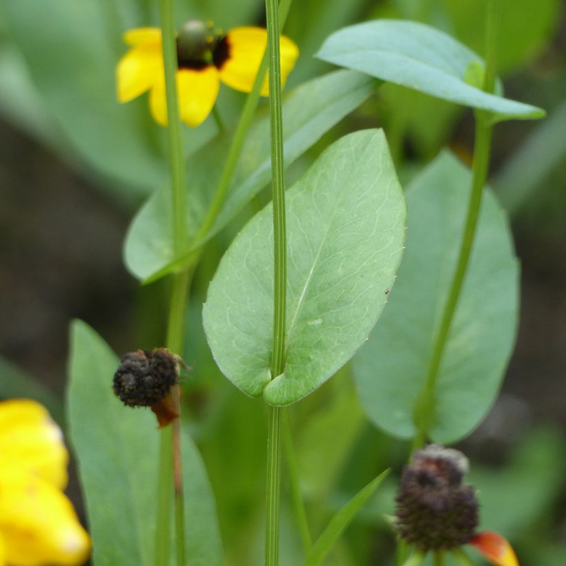 Graines de Rudbeckia Chapeau Mexicain - Rudbeckia amplexicaulis (Feuillage)