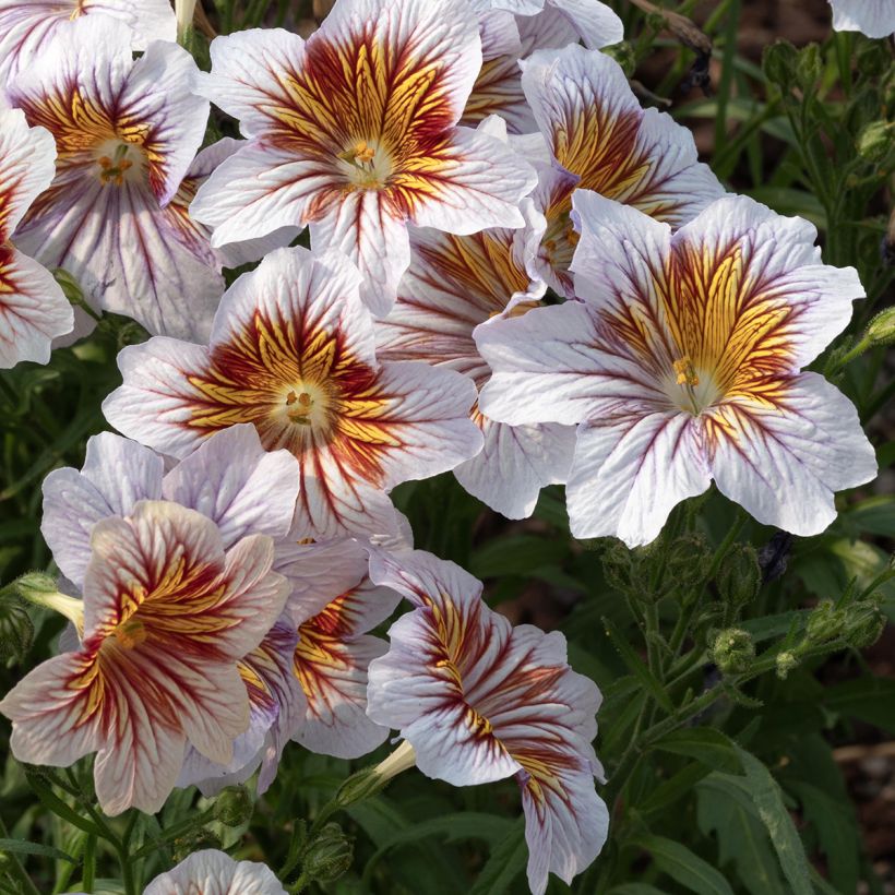 Graines de Salpiglossis Tora Cream (graines enrobées) (Floraison)