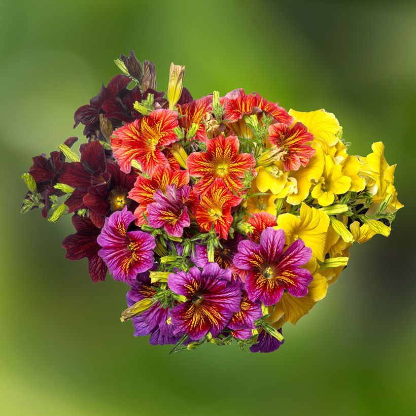 Graines de Salpiglossis sinuata Royale F1 Mix (Floraison)