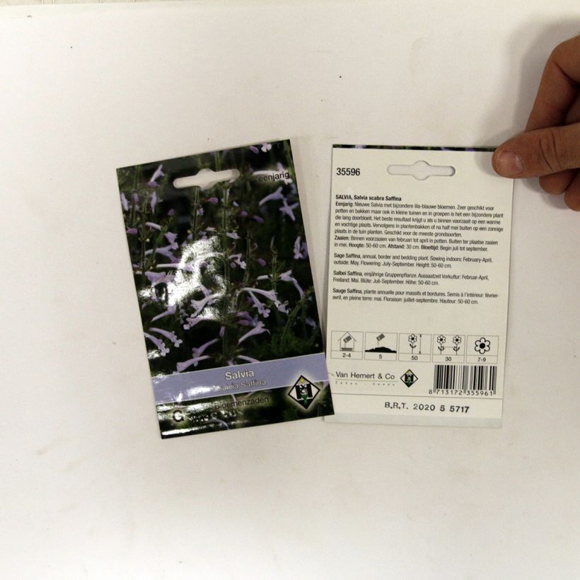 Exemple de spécimen de Graines de Salvia scabra Saffina - Sauge hérissée le sachet de 80 graines tel que livré