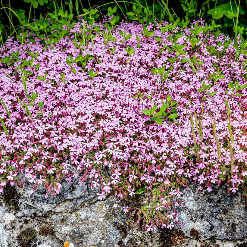 Graines de Saponaire de Montpellier - Saponaria ocymoides (Port)
