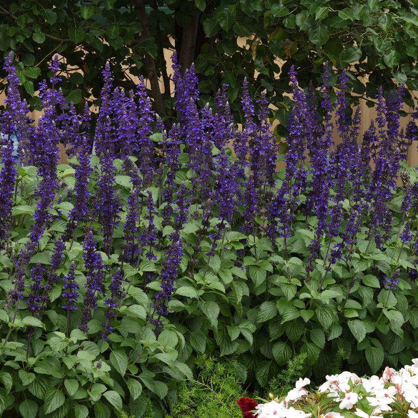 Graines de Sauge Big Blue (Port)
