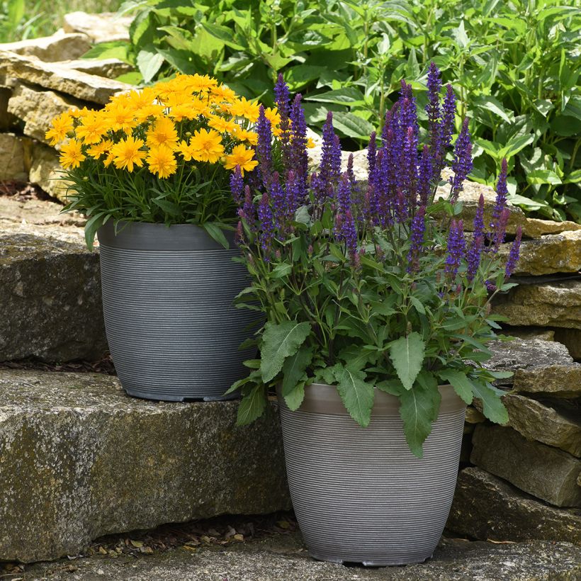 Graines de Sauge des bois Salvatore Blue - Salvia nemorosa (Port)