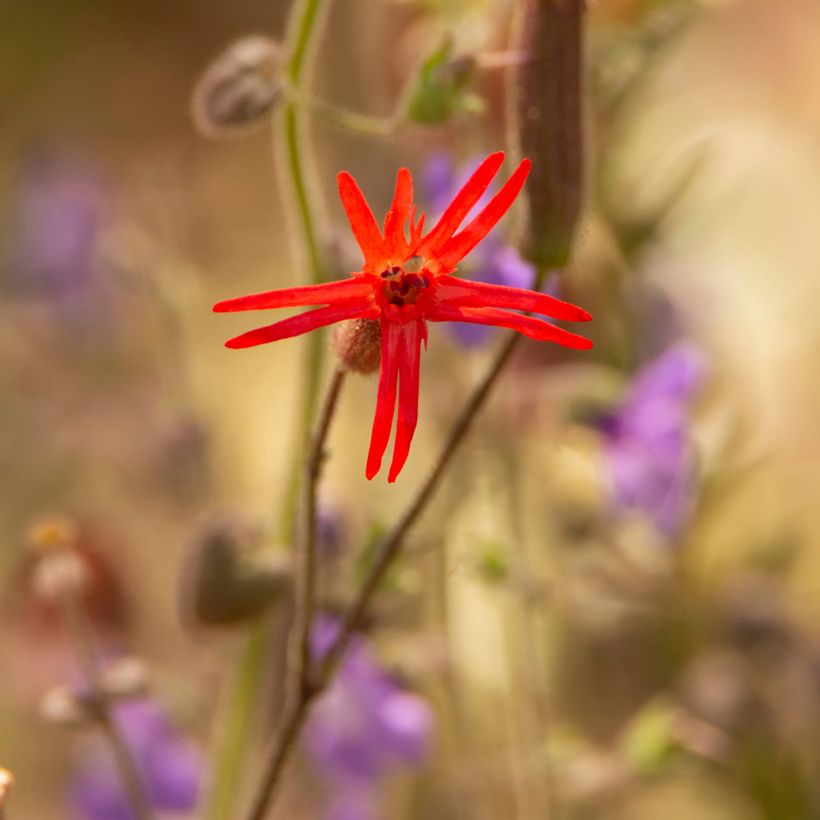 Graines de Silene laciniée Jack Flash - Silene laciniata  (Floraison)