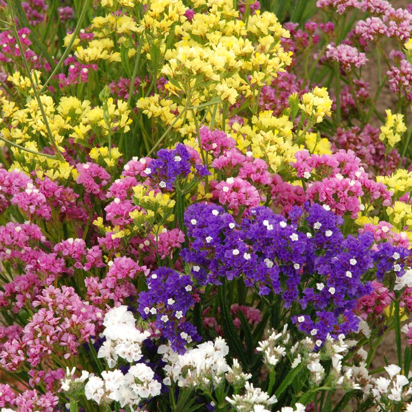 Graines de Statice Forever Rose - Limonium sinuatum (Port)