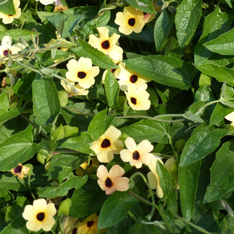Graines de Suzanne aux yeux noirs Peach Eye - Thunbergia alata (Port)
