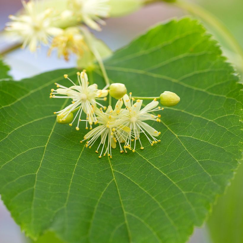 Graines de Tilleul à petites feuilles - Tilia cordata (Floraison)