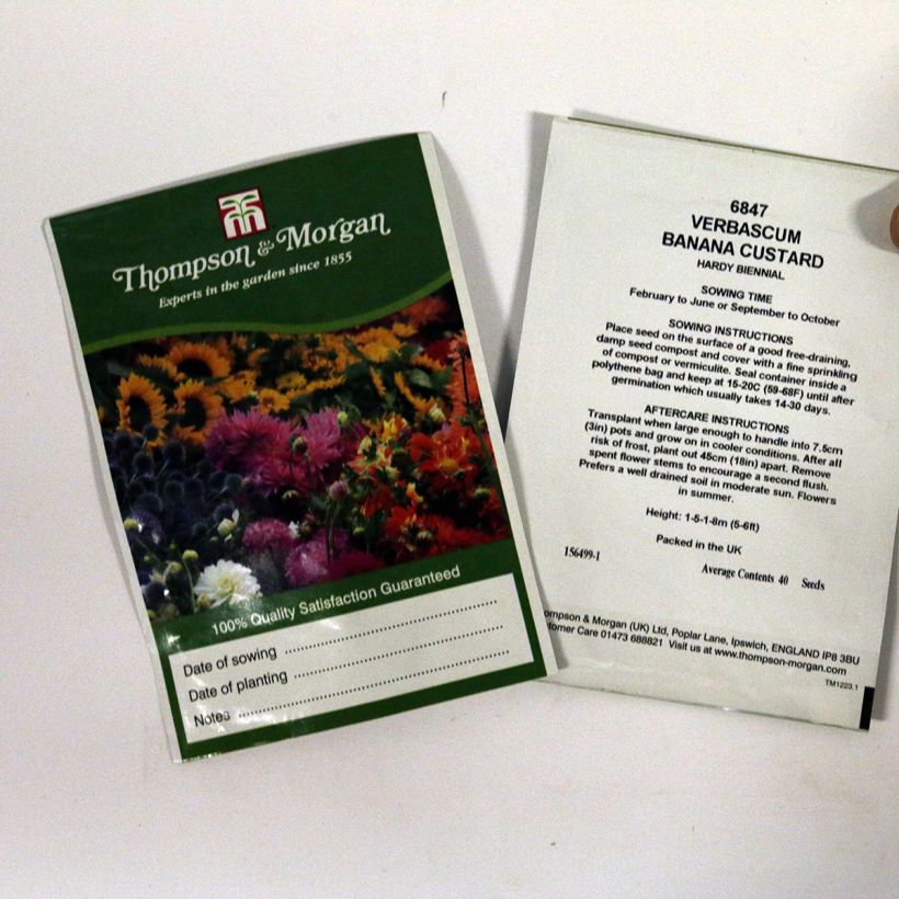 Exemple de spécimen de Graines de Verbascum Banana Custard - Molène  le sachet de 40 graines tel que livré