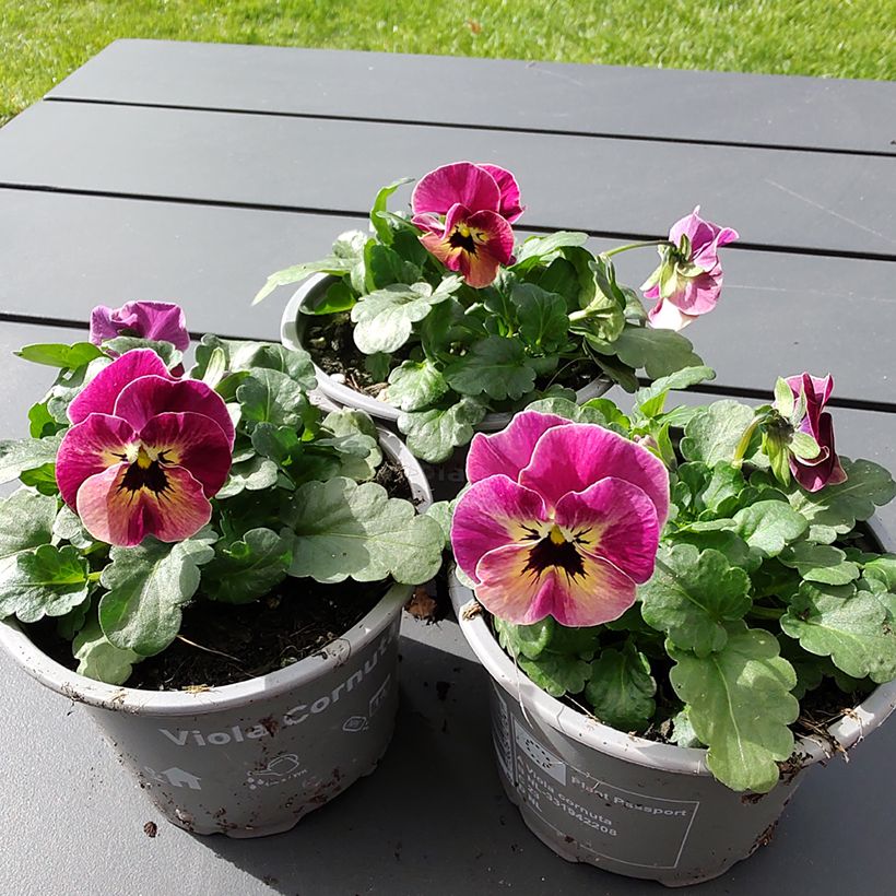 Graines de Viola cornuta Laeta Antique Shades (Floraison)