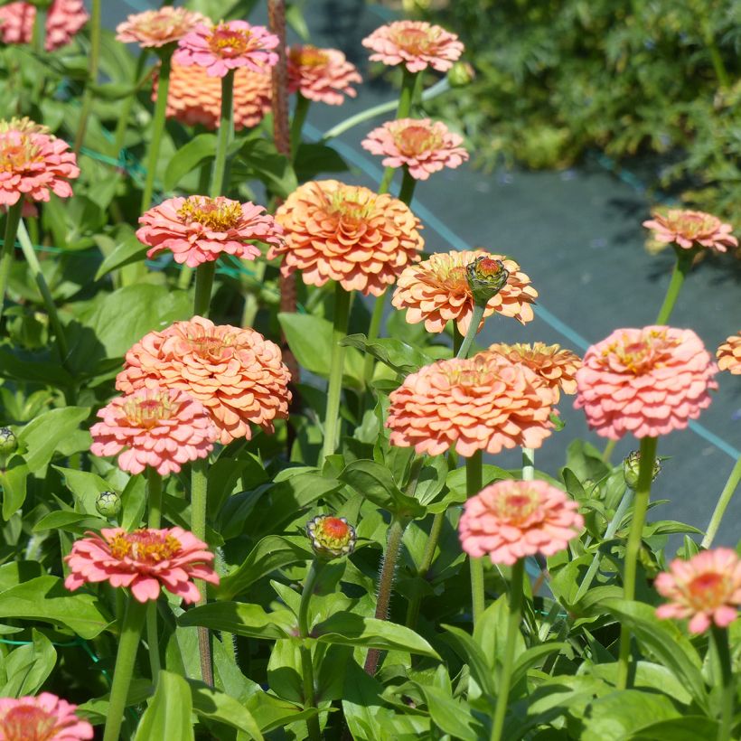 Graines de Zinnia elegans Lilliput Oklahoma Salmon (Floraison)