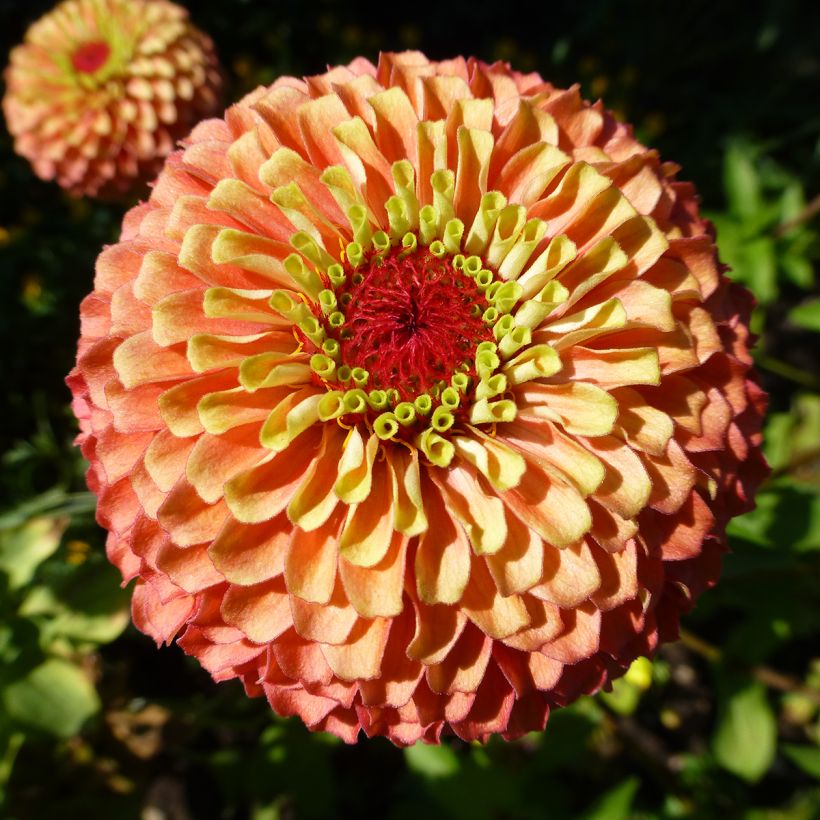 Graines de Zinnia elegans Queen Lime Bicolors Mix (Floraison)