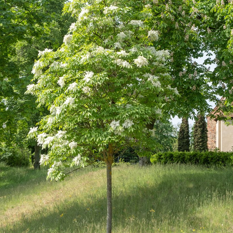 Graines de Frêne à fleurs - Fraxinus ornus (Port)