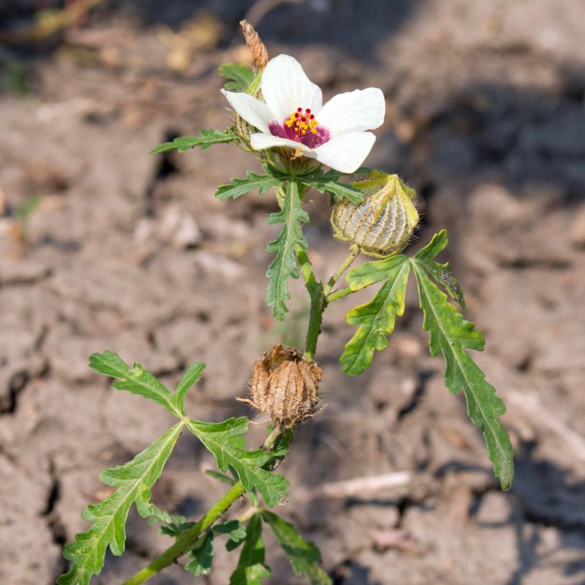 Graines d'Hibiscus trionum (Port)