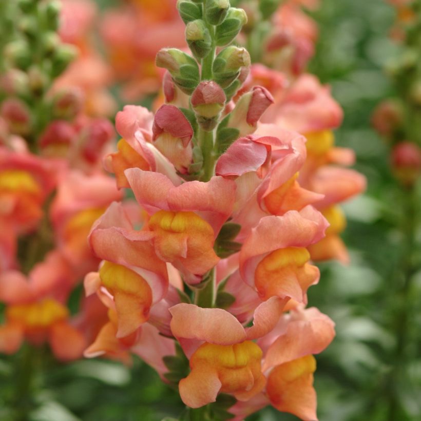 Graines de Muflier F1 Potomac Orange - Antirrhinum majus (Floraison)