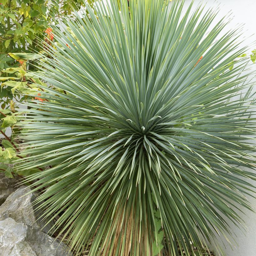 Graines de Yucca bleu - Yucca rostrata (Feuillage)