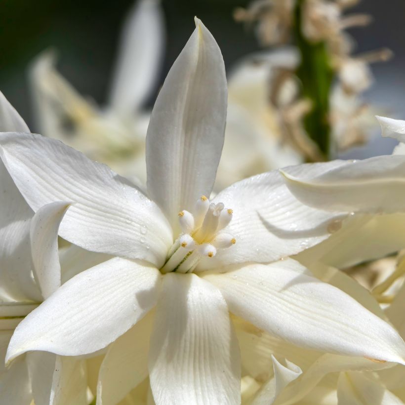 Graines de Yucca bleu - Yucca rostrata (Floraison)