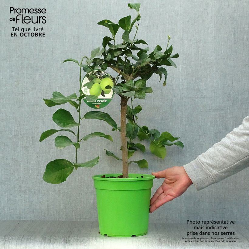 Spécimen de Grand Citron vert - Citrus latifolia  Pot de 4L/5L, 1/4 de tige tel que livré en automne