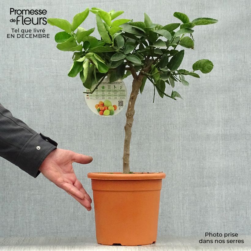 Spécimen de Grand Citron vert - Citrus latifolia  Pot de 4L/5L, 1/4 de tige tel que livré en hiver