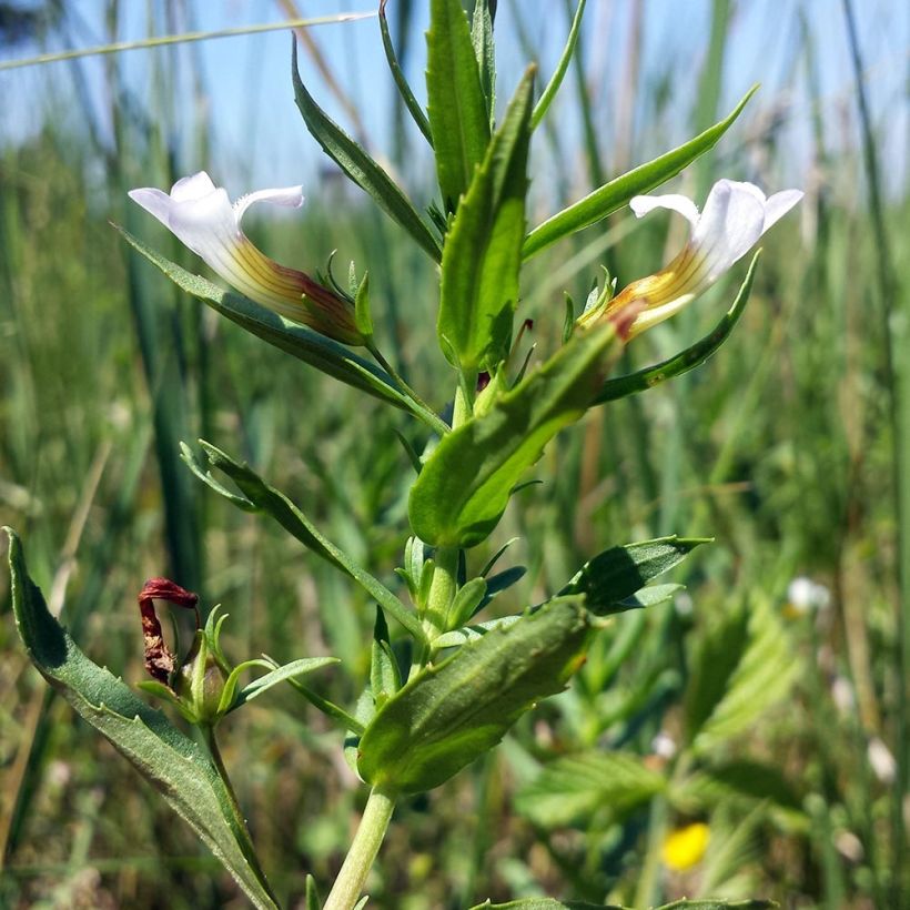 Gratiole officinale - Gratiola officinalis (Feuillage)