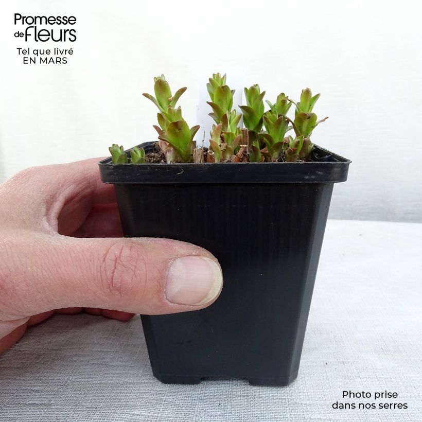 Spécimen de Gratiole officinale - Gratiola officinalis Godet de 8/9 cm tel que livré en hiver