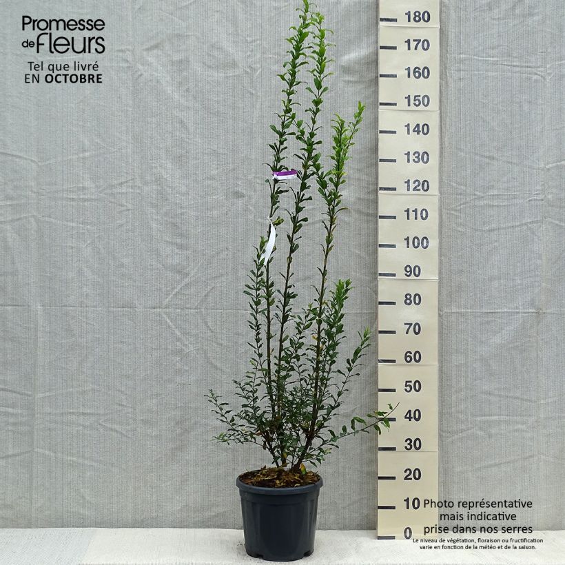 Spécimen de Grenadier à fleurs - Punica granatum Noshi Shibari Pot de 7,5L/10L, Buisson tel que livré en automne