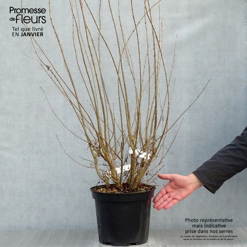 Spécimen de Grenadier à fleurs - Punica granatum Plena Pot de 7,5L/10L, Touffe tel que livré en hiver