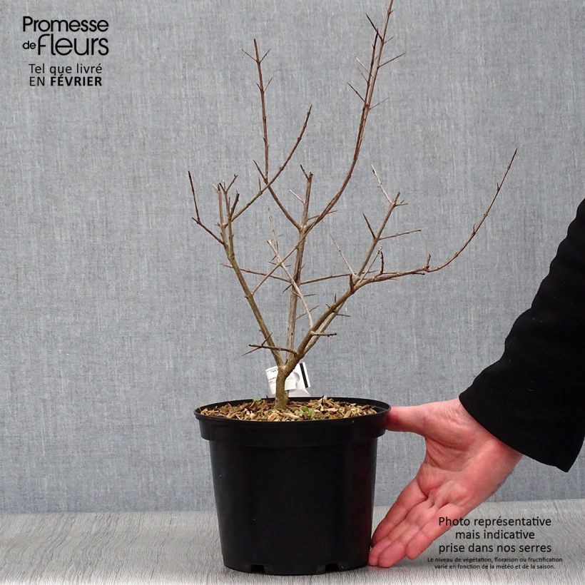 Spécimen de Grenadier à fruits - Punica granatum Fina Tendral Pot de 2L/3L, Buisson tel que livré en hiver