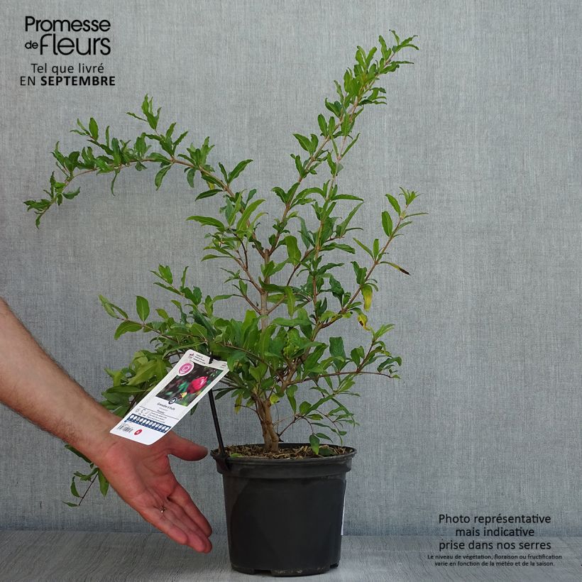 Spécimen de Grenadier à fruits - Punica granatum Provence Pot de 1,5L/2L, Touffe tel que livré en été