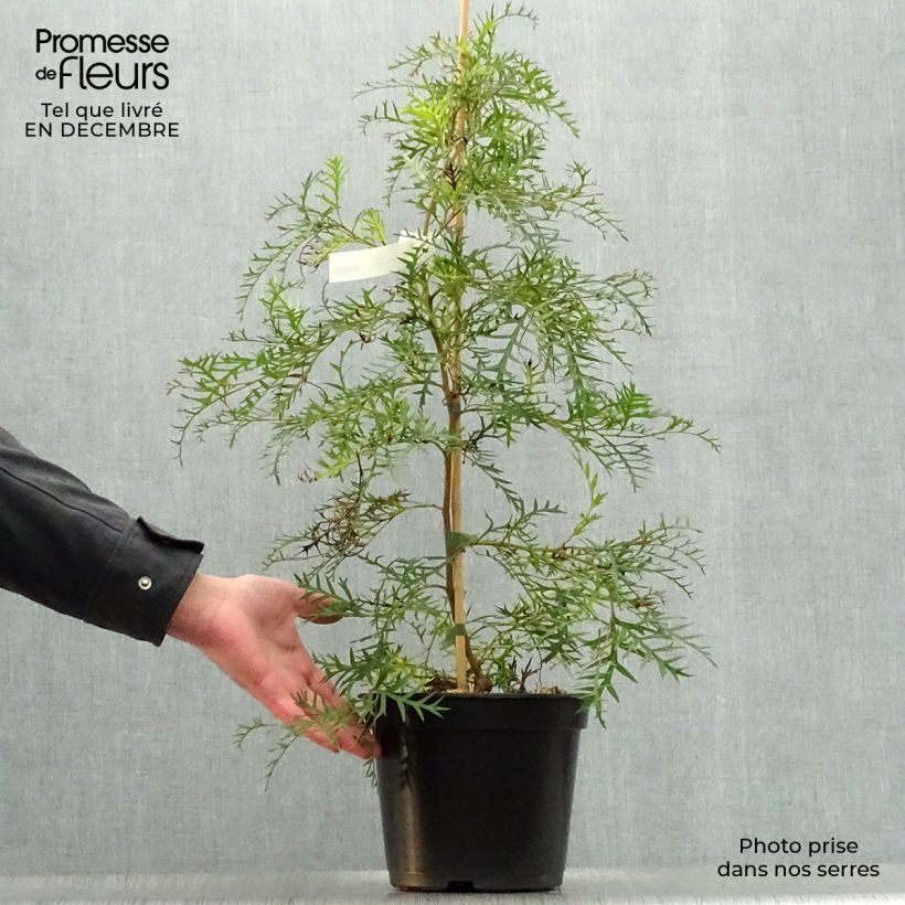 Spécimen de Grevillea Bronze Rambler  Pot de 4L/5L tel que livré en hiver