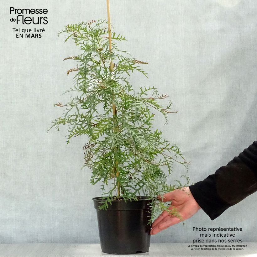 Spécimen de Grevillea Bronze Rambler  Pot de 4L/5L tel que livré au printemps