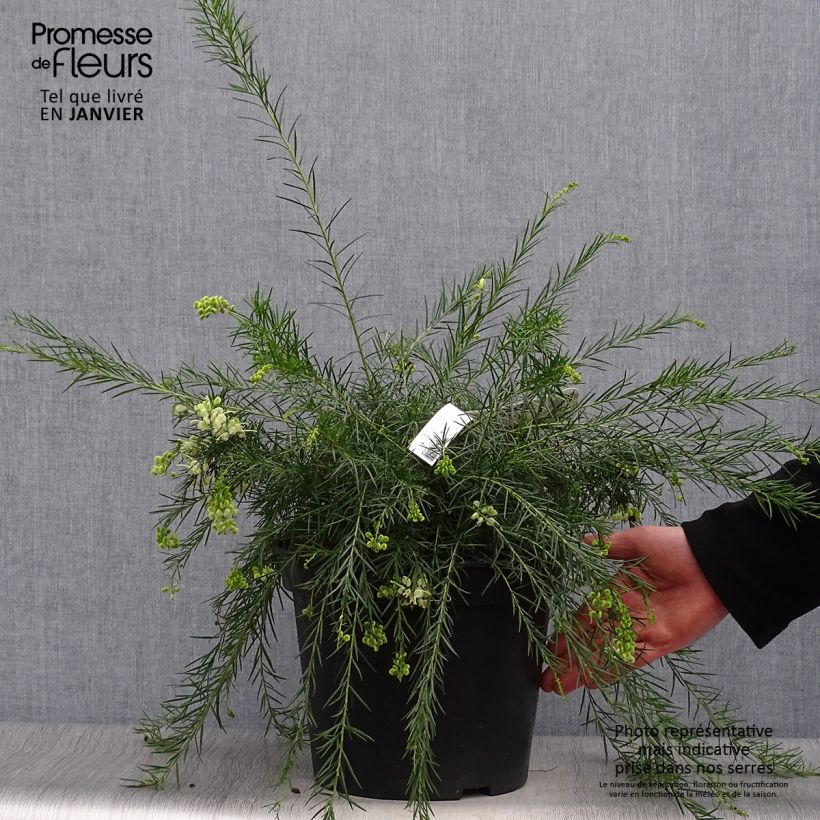 Spécimen de Grevillea gracilis Alba  Pot de 7,5L/10L tel que livré en hiver