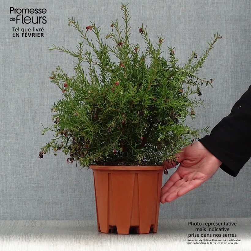 Spécimen de Grevillea gracilis Clearview David Pot de 2L/3L, Touffe tel que livré en hiver