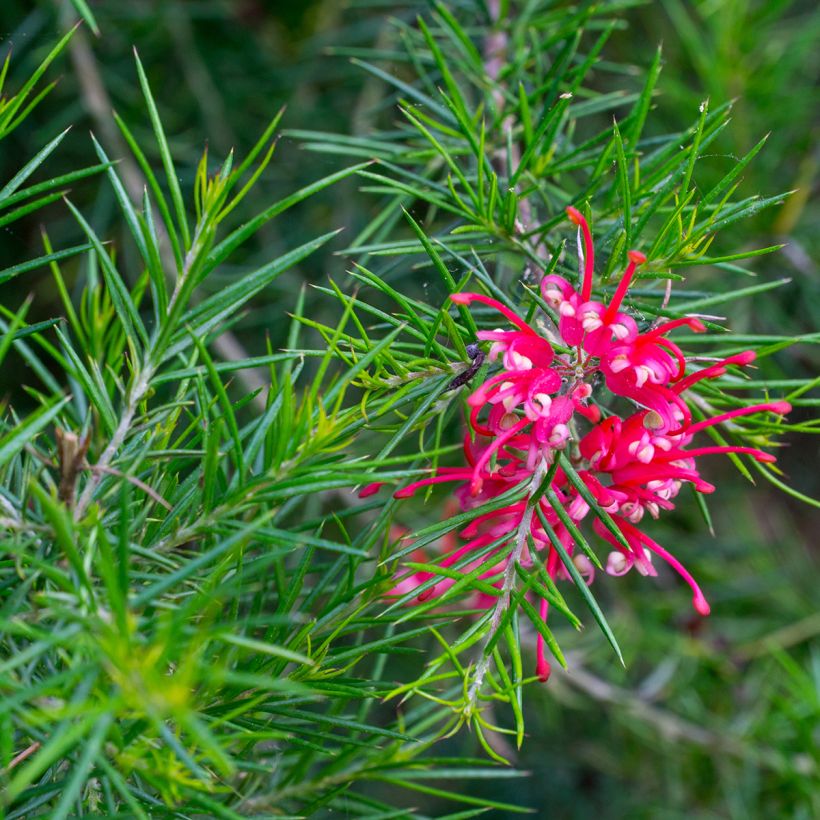 Grevillea juniperina Canberra Gem (Floraison)