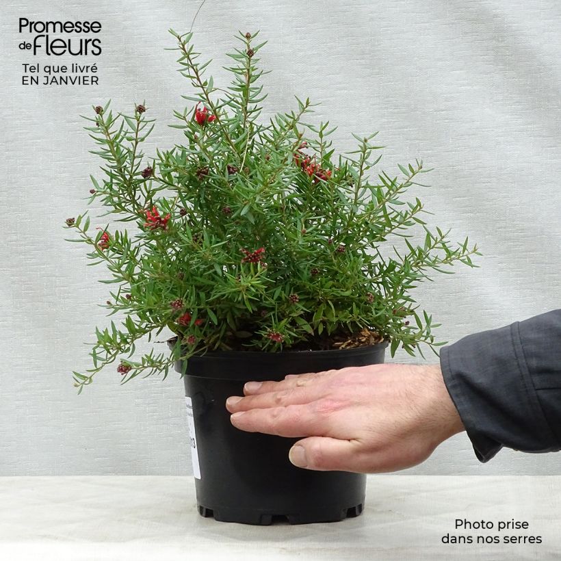 Spécimen de Grevillea juniperina New Blood Pot de 2L/3L tel que livré en hiver
