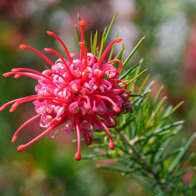 Grevillea juniperina (Floraison)