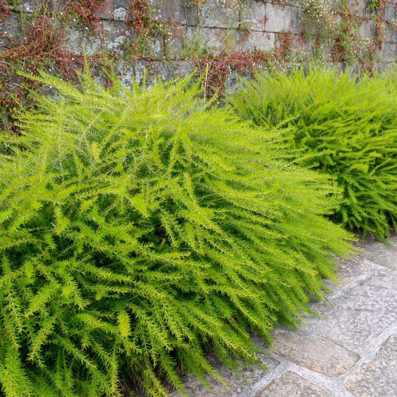 Grevillea juniperina (Port)