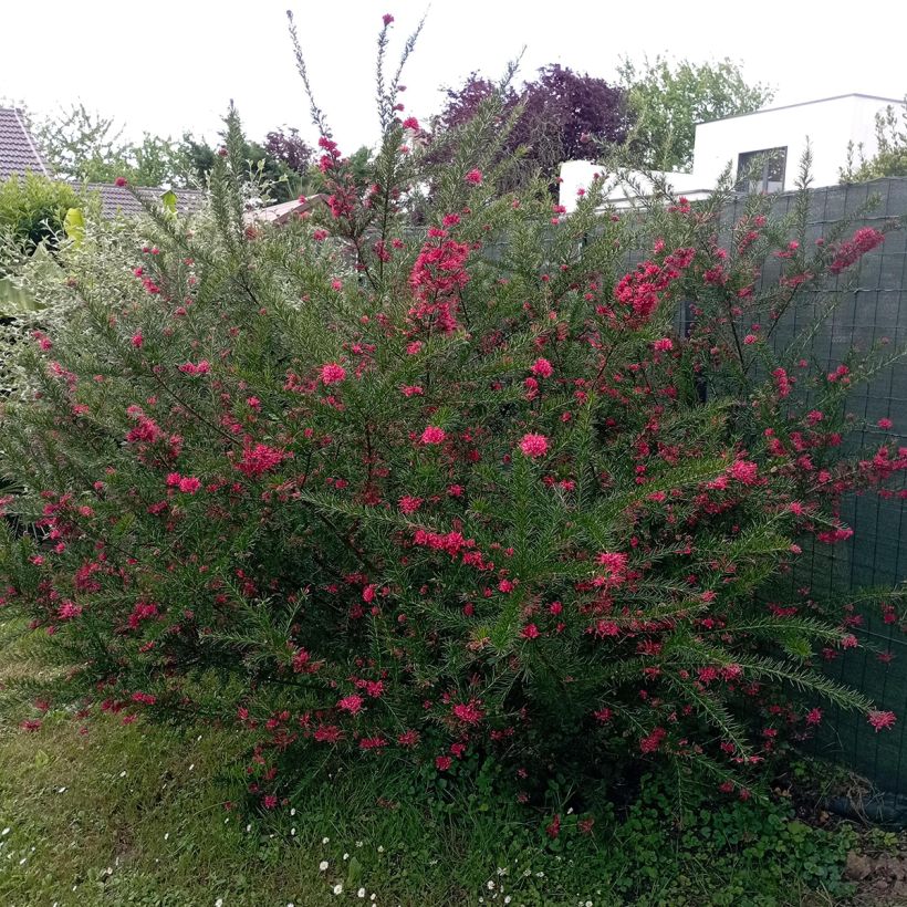 Grevillea juniperina (Port)