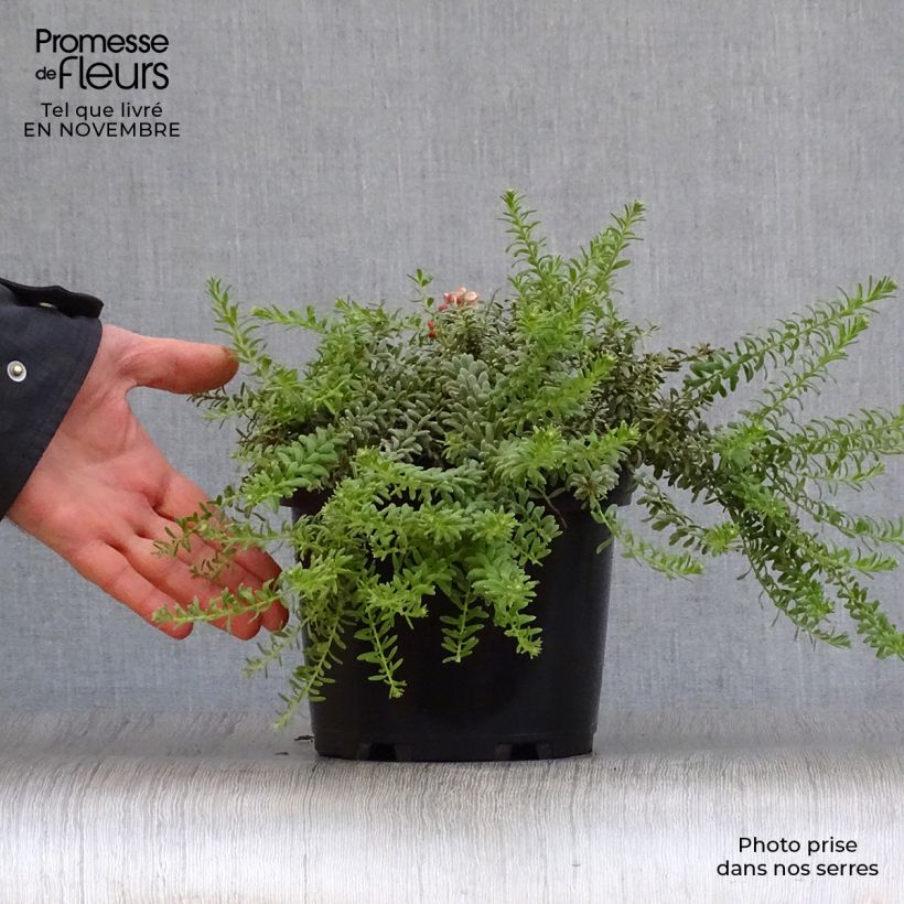 Spécimen de Grevillea lanigera Mount Tamboritha  Pot de 2L/3L tel que livré en automne